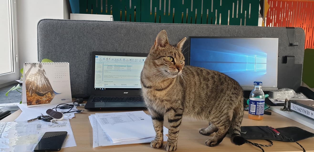 kot na biurku w biurze