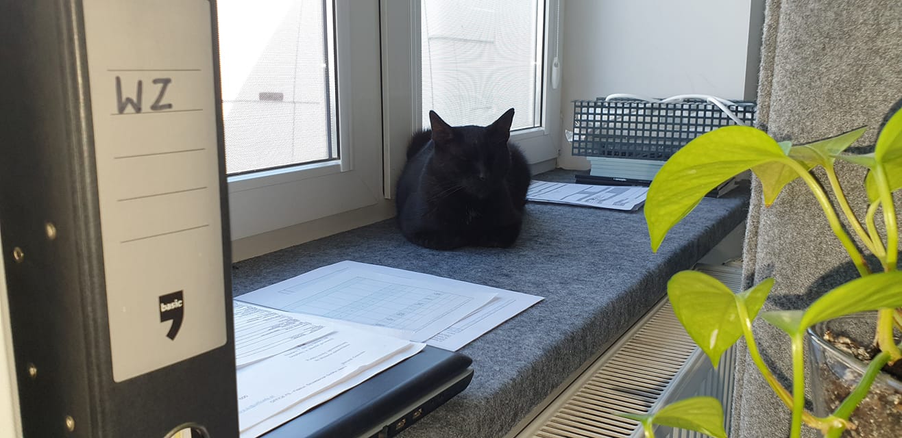 czarny kot na parapecie w biurze